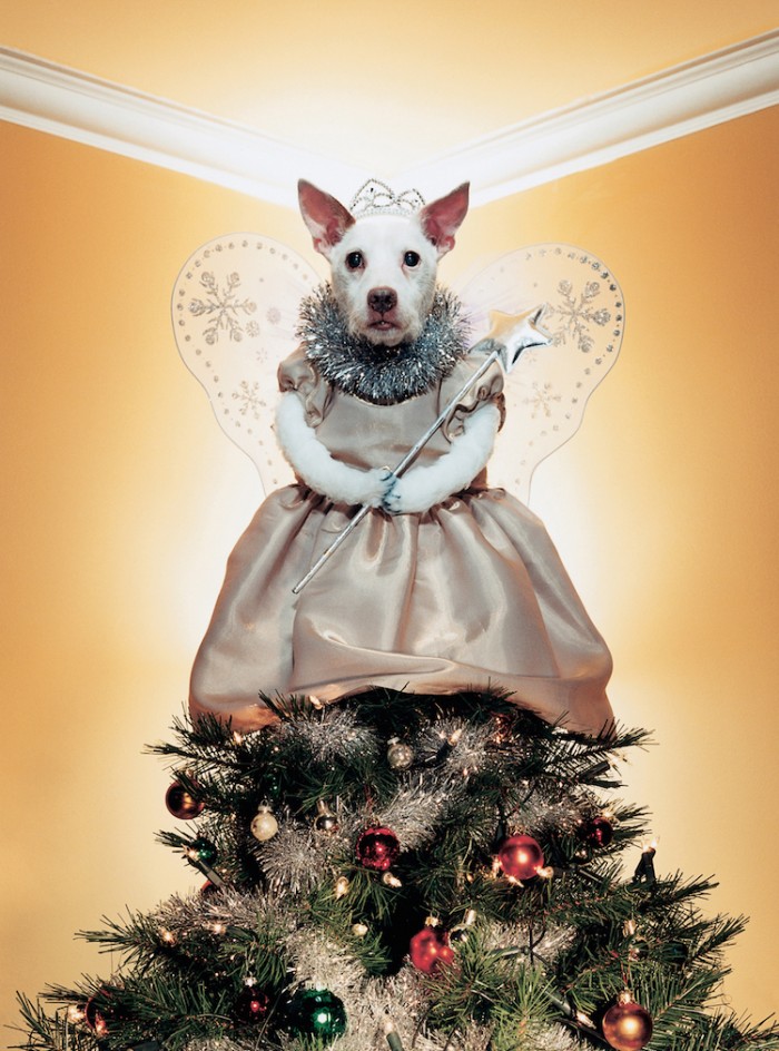 Peter Thorpe “Dogs The Halls” with Adorable Holiday Cards 8