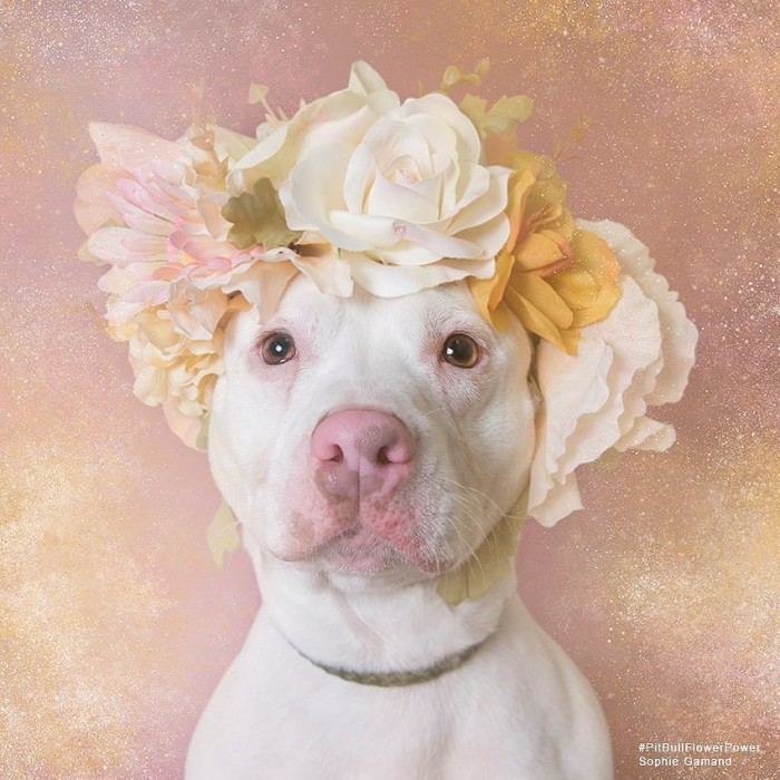 These Pit Bulls Wearing Flower Crowns Will Melt Your Heart 1