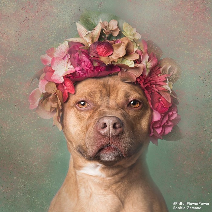 These Pit Bulls Wearing Flower Crowns Will Melt Your Heart 2