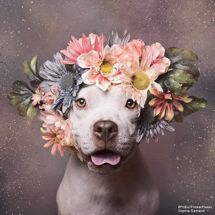 These Pit Bulls Wearing Flower Crowns Will Melt Your Heart 3