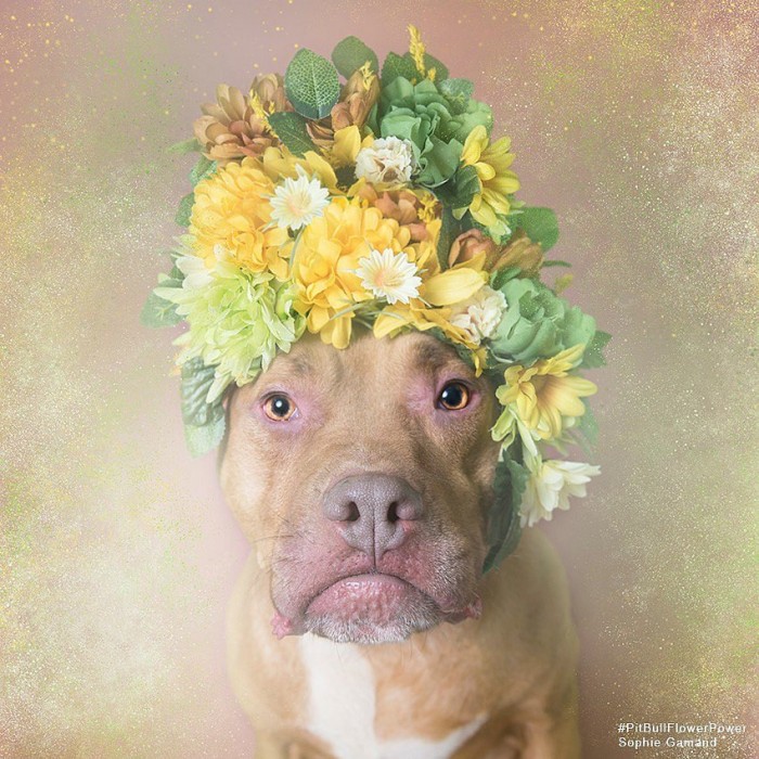 These Pit Bulls Wearing Flower Crowns Will Melt Your Heart 4
