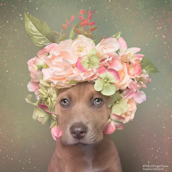 These Pit Bulls Wearing Flower Crowns Will Melt Your Heart 5