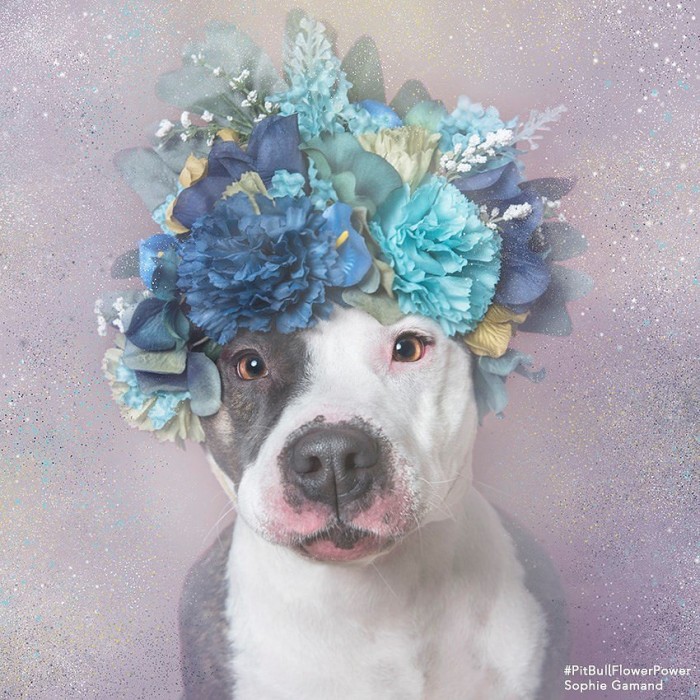 These Pit Bulls Wearing Flower Crowns Will Melt Your Heart 6