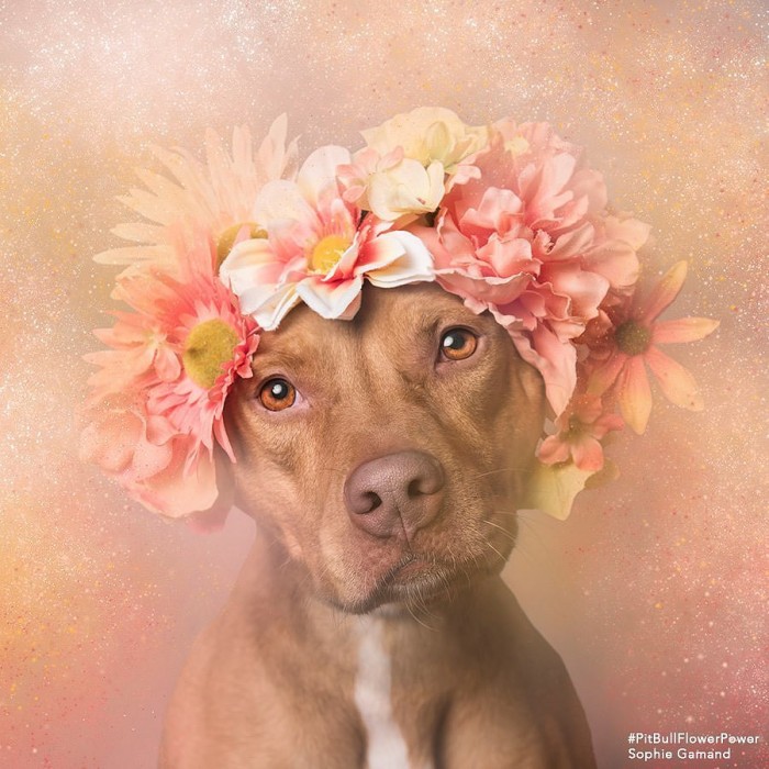 These Pit Bulls Wearing Flower Crowns Will Melt Your Heart 7