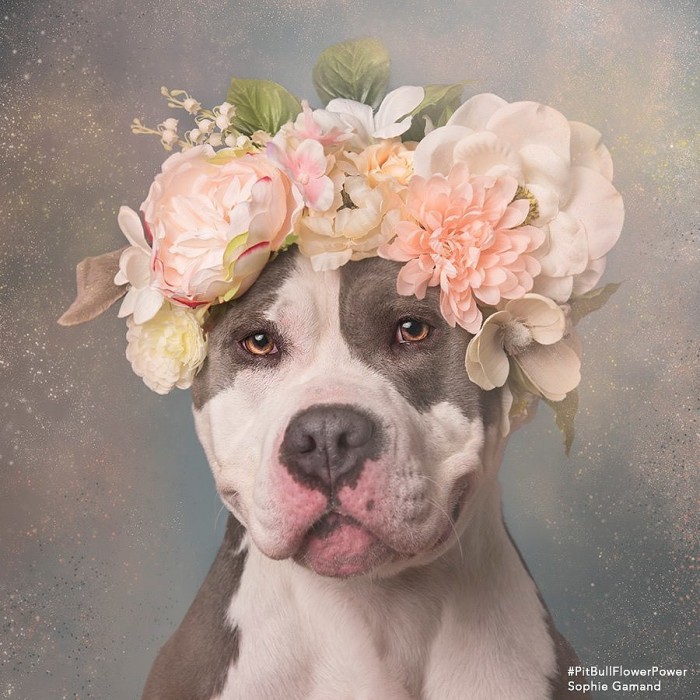 These Pit Bulls Wearing Flower Crowns Will Melt Your Heart 8