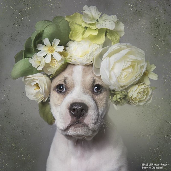 These Pit Bulls Wearing Flower Crowns Will Melt Your Heart 9