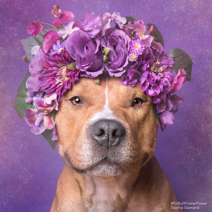 These Pit Bulls Wearing Flower Crowns Will Melt Your Heart 10