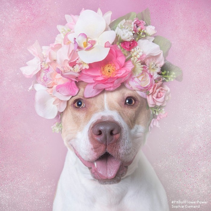 These Pit Bulls Wearing Flower Crowns Will Melt Your Heart 11